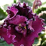 ЕК-Мулен Руж