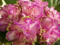 ЕК-Экзотика