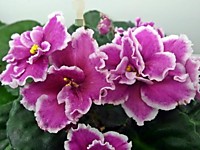 ЕК-Подарок на Рождество 