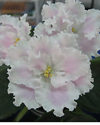 РС-Избранная