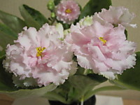 ЕК-Рождение Любви