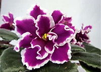 ЕК-Перуанская Лилия 