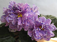 ПТ-Светланка 