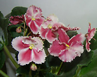 СМ-Вечный Май