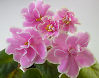 Pink Amiss 