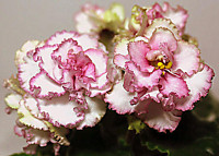 АВ-Подмосковная Роза