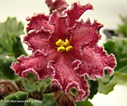 АВ-Мексиканский Тушкан