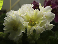 ЕК-Лимонные Дольки