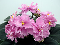 ЛЕ-Ирина Прекрасная