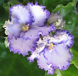 Optimara Ever Precious 