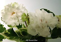 НК-Белый Мак