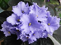 ЕК-Седой Океан