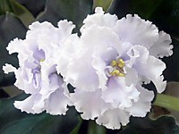 ЕК-Снежное Кружево