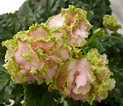 Каменный Цветок спорт