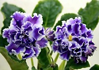 РС-Тайный Знак2