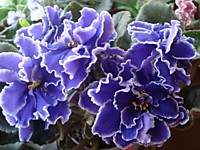 ЕК-Ожерелье Русалки