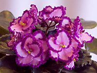 Lyon's Pirate's Treasure.