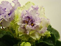 НК-Три Орешка для Золушки