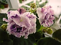 ЛЕ-Айседора