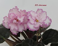 ПТ-Аделина