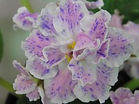 Костина Фантазия (Морев) 