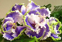 Kei-Yoki (Horikoshi/Shinohara)