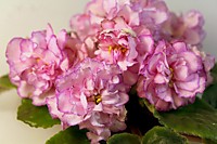 АВ-Розовые Розы