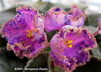 Ален-Вечерний Львов 