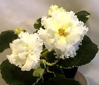 ЛЕ-Лимонное Суфле