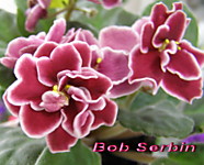 Bob Serbin 