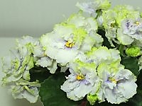 АВ-Фисташковое Пралине