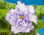 АВ-Лебединое Озеро