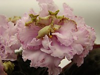 ЕК-Рождение Ангела,