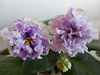 ЛЕ-Пломбир С Черникой