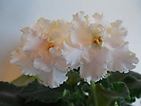 АВ-Свадебные Голуби