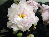  Ева (Дадоян Т.Л.)