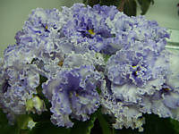 ЕК-Наутилус