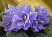 ЕК-Морской Волк 