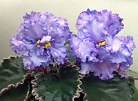 ЕК-Морские Ежи