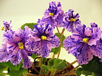 А.В. Щербаков .Сокровища моря