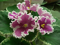 ВаТ-Амазонка