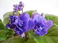 ВаТ -Аватар