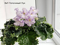 ВаТ Тополинный пух