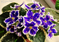 ВаТ-Царь Горох 