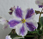 ВаТ-Надежда