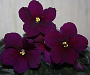 Табу [Taboo], Stork, стандарт.