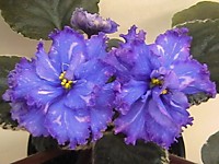 ЕК-Скарабей