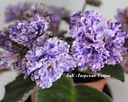 ЛиК - Тверские Узоры