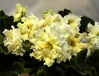 ЛЕ-Мадам Клико