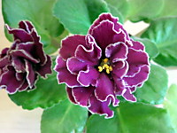 ЕК-Магия Любви